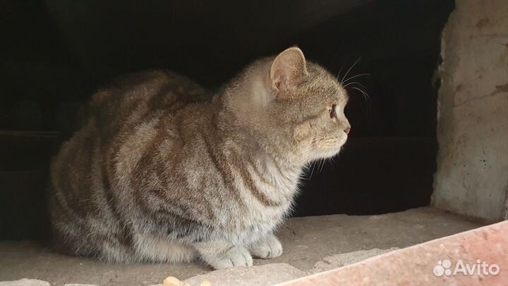 Британский котик