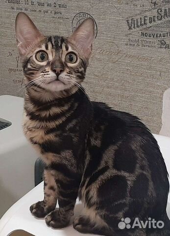 Кошки