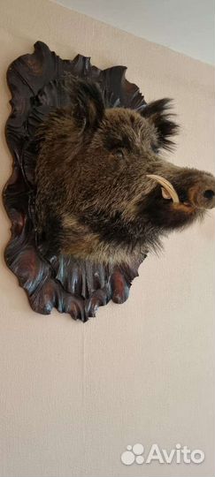 Чучело головы кабана