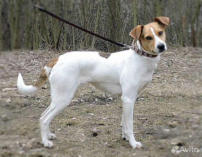 Отдается Парсон Рассел