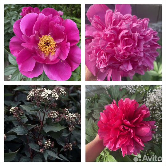 Пионы большими кустами -цветущие