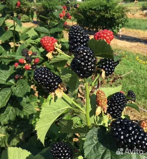 Блек Джем Ежевика ремонтантная