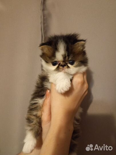Персидские котята