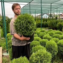 Туя шаровидная Тини Тим