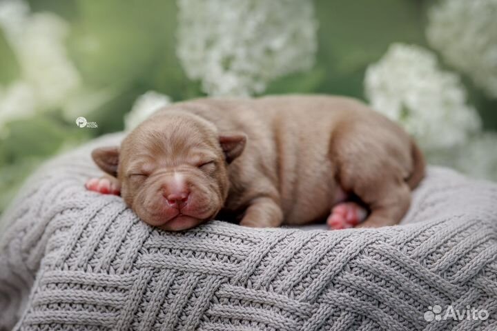 Щенки Питбуля