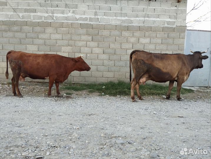 Коровы дойные