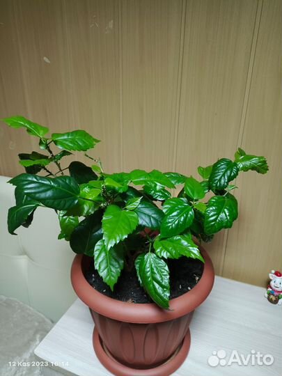 Гибискус китайская роза