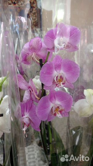 Орхидея