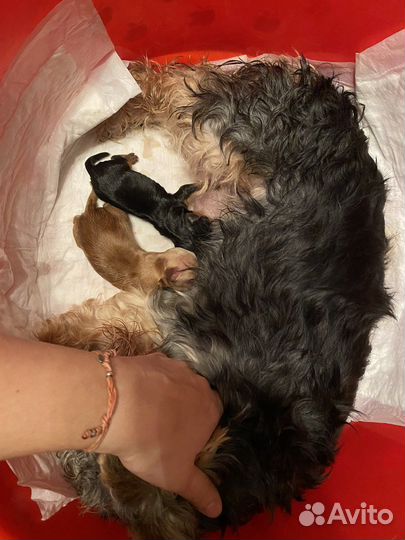 Инструктор по вязке собак