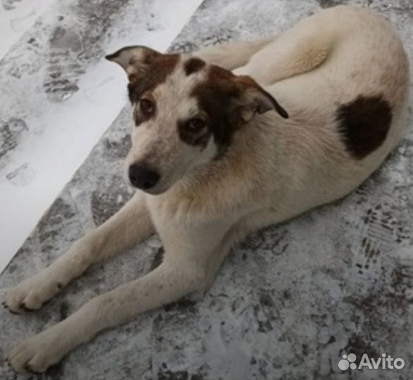 Мурманск и мо Дружок ищет дом