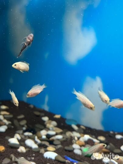 Аквариум с рыбками