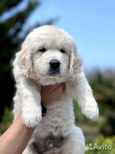 Щенки Золотистого ретривера