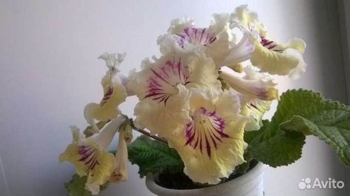 Стрептокарпусы цветущие