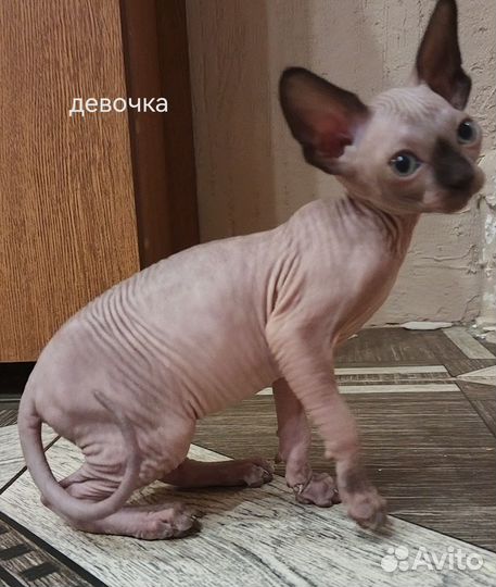 Канадский сфинкс котенок