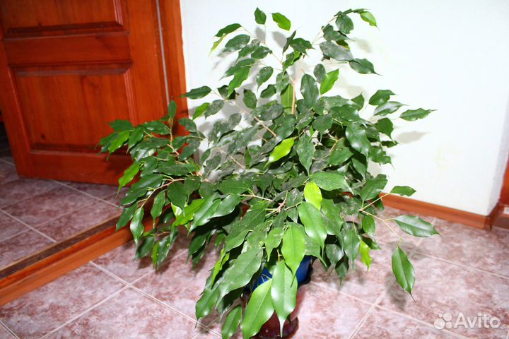 Комнатные растения