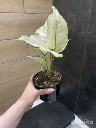 Аглаонема вайт джой продам или обменяю