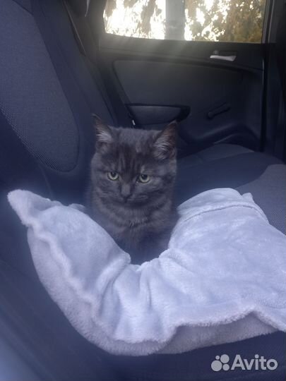 Кошка в дар