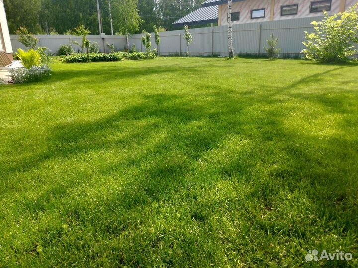 Посевной газон. Озеленение участка