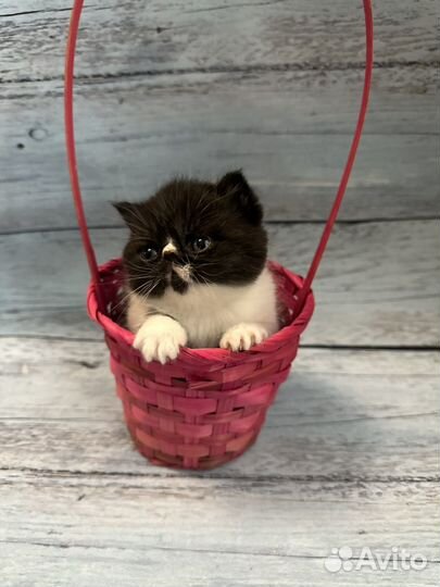 Экзотическая короткошерстная милашка