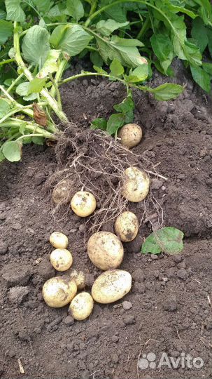 Продам картофель