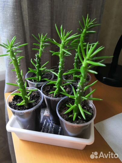 Опунция Субулата кактус