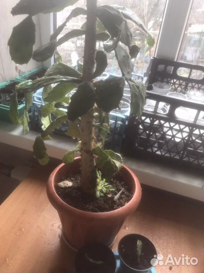 Кактус детки