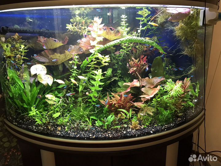 Обслуживание аквариумов