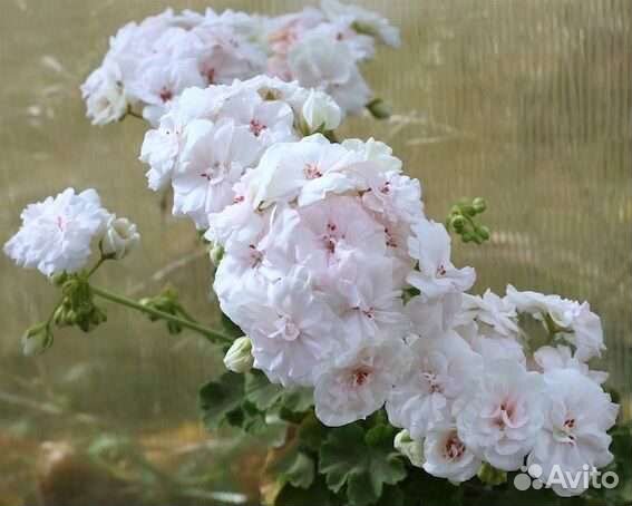 Пеларгония герань сортовая