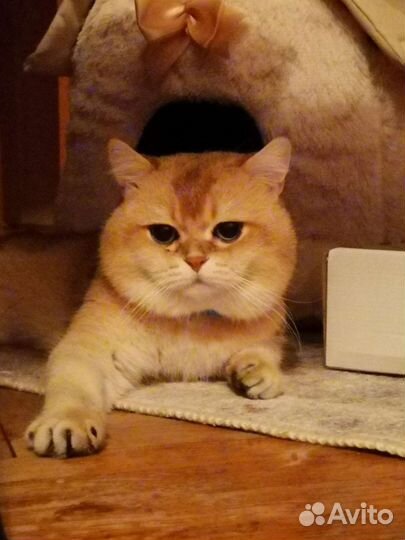 Шотландский кот вязка