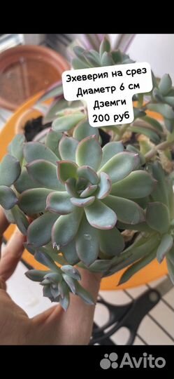 Суккуленты