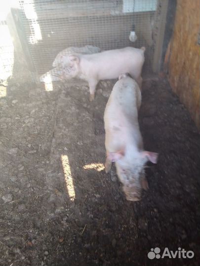 Поросенок ландрас