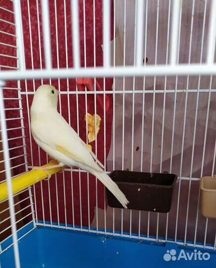 Кенарь