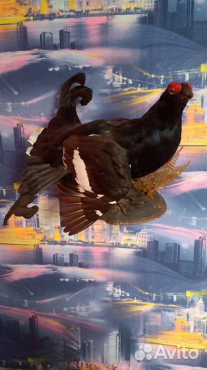 Продам новые чучела птиц