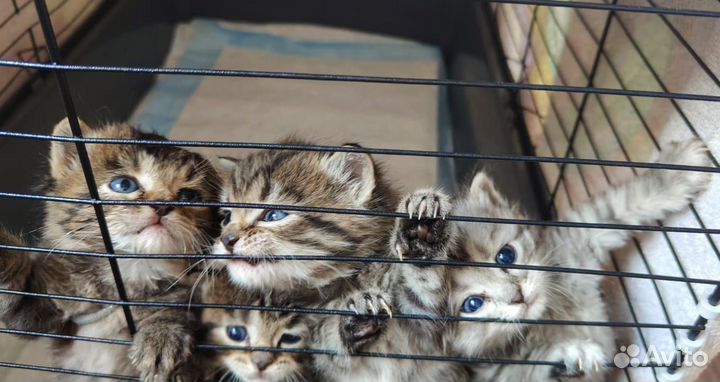 Котята отдам