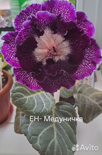 Свежесрезы Глоксинии