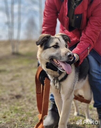 Метис овчарки Грей ищет дом