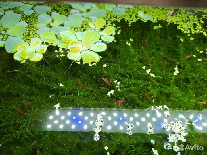 Креветки вишни