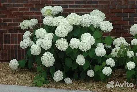 Гортензия Аннабель