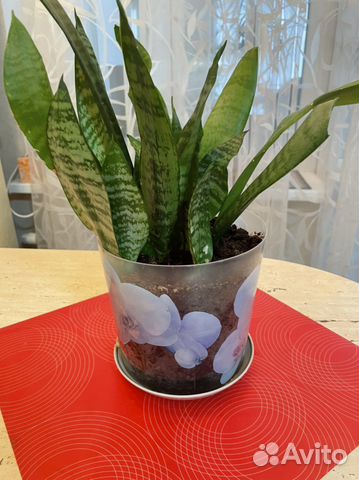 Сансевиерия(щучий хвост)