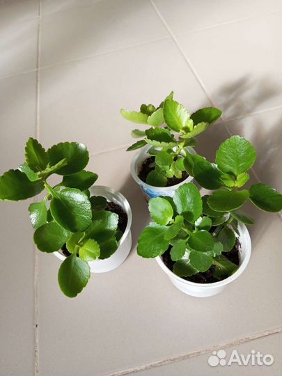 Каланхоэ, Спатифилум, Толстянка