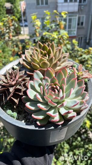 Суккуленты эхеверии