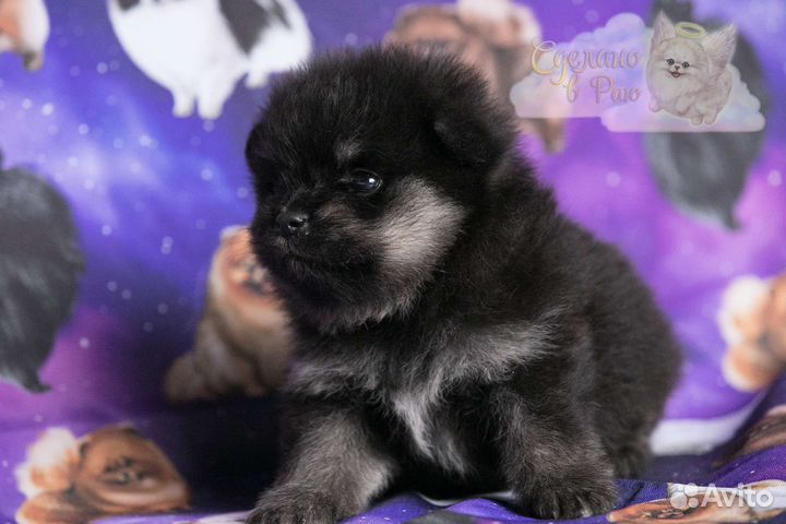 Померанский шпиц медвежьего типа