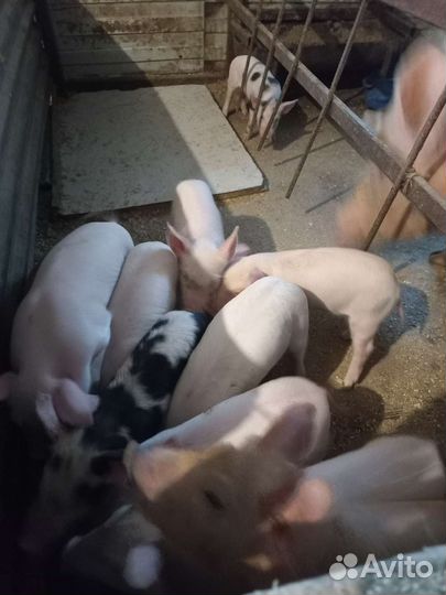 Поросенок ландрас дюрок