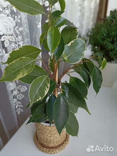 Фикус бенджамина плетеный