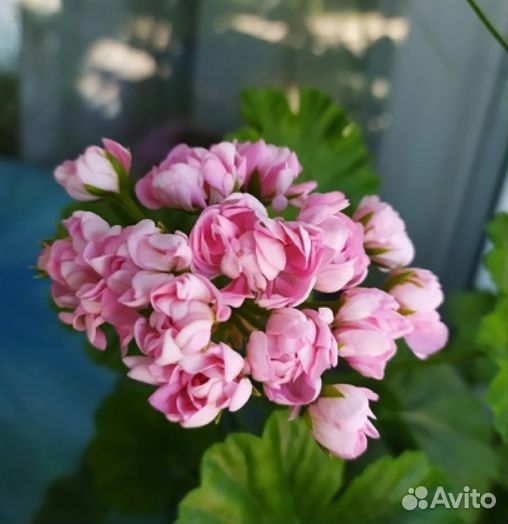 Пеларгония Edwards finn(стеллар) и розебунда Anita