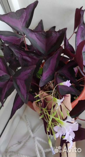 Драцена алоэ вера хлорофитум батерфляй спатифиллум