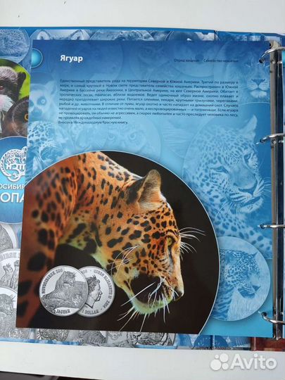 Коллекция монет 