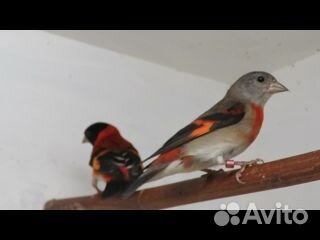 Чиж ог. пара