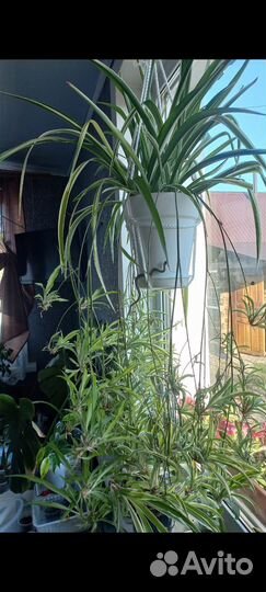 Хлорофитум