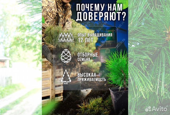 Саженцы кедра экстра класс